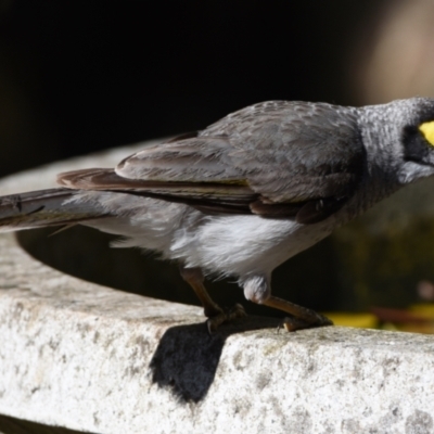 Manorina melanocephala (Noisy Miner) at Sheldon, QLD - 2 Oct 2023 by PJH123