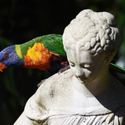 Trichoglossus moluccanus (Rainbow Lorikeet) at Sheldon, QLD - 2 Oct 2023 by PJH123