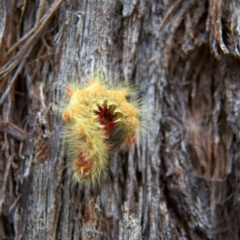 Trichiocercus sparshalli (Sparshall's Moth) at Higgins, ACT - 2 Oct 2023 by Trevor