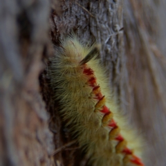 Trichiocercus sparshalli at Higgins, ACT - 2 Oct 2023 03:13 PM