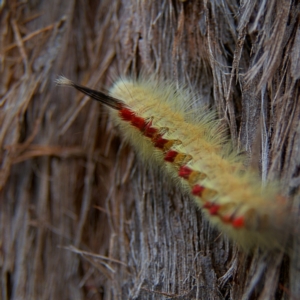 Trichiocercus sparshalli at Higgins, ACT - 2 Oct 2023 03:13 PM