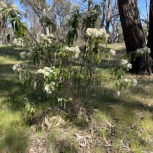 Olearia lirata at Belconnen, ACT - 30 Sep 2023 09:48 AM