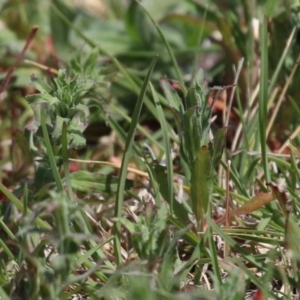 Epilobium hirtigerum at Symonston, ACT - 2 Oct 2023 12:24 PM