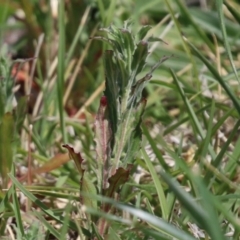 Epilobium hirtigerum at Symonston, ACT - 2 Oct 2023 12:24 PM