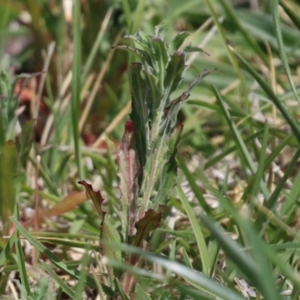 Epilobium hirtigerum at Symonston, ACT - 2 Oct 2023