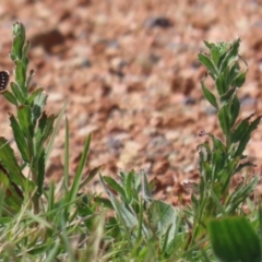 Epilobium hirtigerum at Symonston, ACT - 2 Oct 2023 12:24 PM