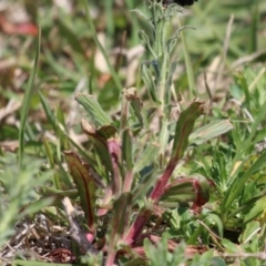 Epilobium hirtigerum at Symonston, ACT - 2 Oct 2023 12:24 PM