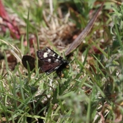 Phalaenoides tristifica at Symonston, ACT - 2 Oct 2023 12:24 PM