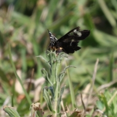 Phalaenoides tristifica at Symonston, ACT - 2 Oct 2023