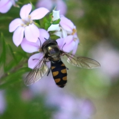 Melangyna viridiceps (Hover fly) at Symonston, ACT - 2 Oct 2023 by RodDeb