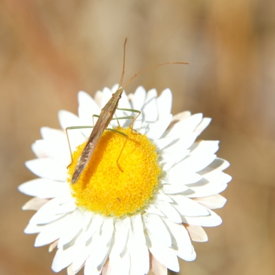 Mutusca brevicornis (A broad-headed bug) at Higgins, ACT - 2 Oct 2023 by Trevor