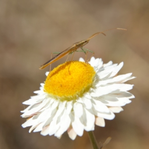 Mutusca brevicornis at Higgins, ACT - 2 Oct 2023