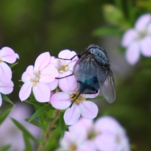 Calliphora vicina at Symonston, ACT - 2 Oct 2023