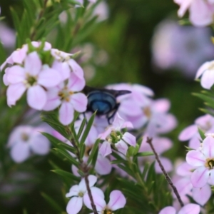 Calliphora vicina at Symonston, ACT - 2 Oct 2023