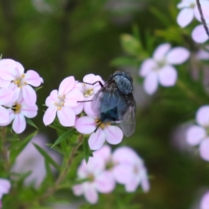 Calliphora vicina at Symonston, ACT - 2 Oct 2023