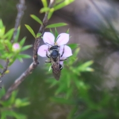 Lasioglossum (Chilalictus) sp. (genus & subgenus) (Halictid bee) at Symonston, ACT - 2 Oct 2023 by RodDeb