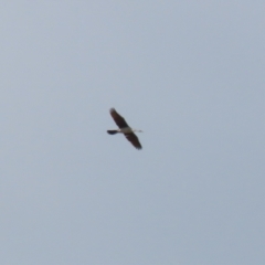 Anhinga novaehollandiae at Symonston, ACT - 2 Oct 2023