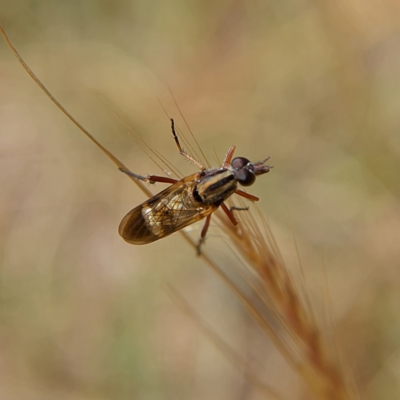 Therevidae (family) (Unidentified stiletto fly) at Higgins, ACT - 2 Oct 2023 by MichaelWenke