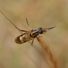 Therevidae (family) at Higgins, ACT - 2 Oct 2023