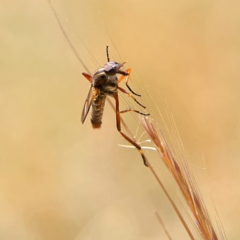 Therevidae (family) at Higgins, ACT - 2 Oct 2023