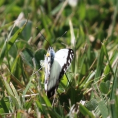 Belenois java at Symonston, ACT - 2 Oct 2023