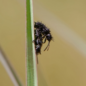 Hispellinus multispinosus at Higgins, ACT - 2 Oct 2023