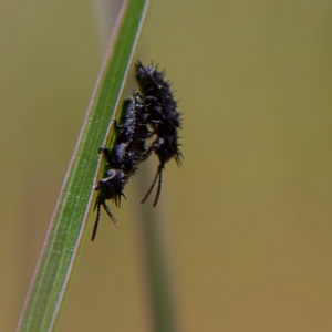 Hispellinus multispinosus at Higgins, ACT - 2 Oct 2023