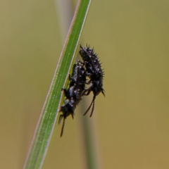 Hispellinus multispinosus at Higgins, ACT - 2 Oct 2023 10:46 AM