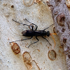 Fabriogenia sp. (genus) (Spider wasp) at Higgins, ACT - 2 Oct 2023 by Trevor