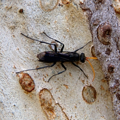 Fabriogenia sp. (genus) (Spider wasp) at Higgins, ACT - 2 Oct 2023 by MichaelWenke