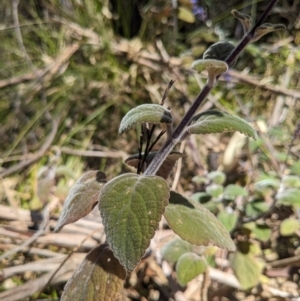Coleus graveolens at Tathra, NSW - 30 Sep 2023 12:04 PM
