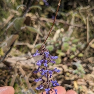 Coleus graveolens at Tathra, NSW - 30 Sep 2023 12:04 PM