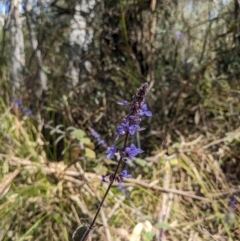 Coleus graveolens at Tathra, NSW - 30 Sep 2023 12:04 PM