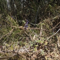 Coleus graveolens at Tathra, NSW - 30 Sep 2023 12:04 PM