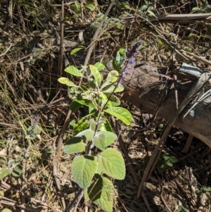 Coleus graveolens at Tathra, NSW - 30 Sep 2023 12:04 PM