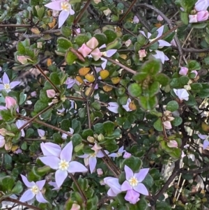 Boronia algida at Tinderry, NSW - suppressed