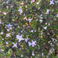 Boronia algida at Tinderry, NSW - suppressed