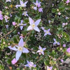 Boronia algida at Tinderry, NSW - 1 Oct 2023