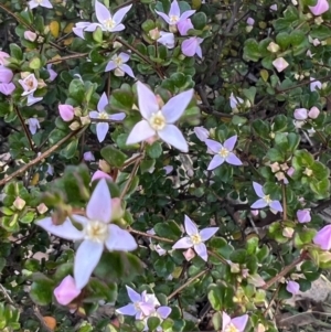 Boronia algida at Tinderry, NSW - suppressed