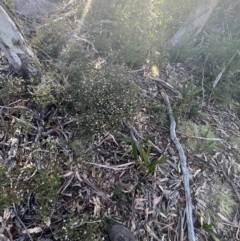 Boronia algida at Tinderry, NSW - suppressed