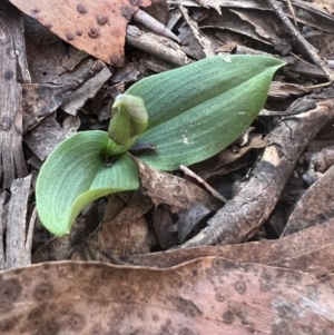 Chiloglottis valida at Tinderry, NSW - 1 Oct 2023