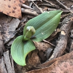 Chiloglottis valida at Tinderry, NSW - suppressed