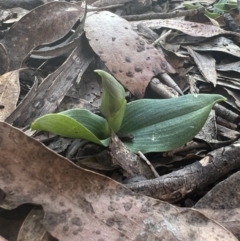 Chiloglottis valida at Tinderry, NSW - suppressed