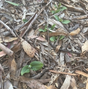 Chiloglottis valida at Tinderry, NSW - suppressed