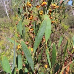 Daviesia mimosoides subsp. mimosoides at Berlang, NSW - 1 Oct 2023 by MatthewFrawley