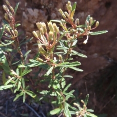 Olearia erubescens (Silky Daisybush) at Berlang, NSW - 1 Oct 2023 by MatthewFrawley