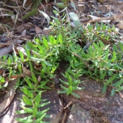 Persoonia chamaepeuce (Dwarf Geebung) at Berlang, NSW - 1 Oct 2023 by MatthewFrawley