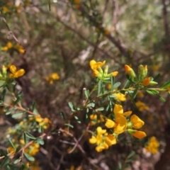 Pultenaea flexilis at Berlang, NSW - 1 Oct 2023 by MatthewFrawley