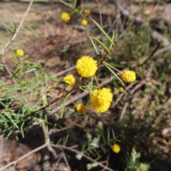 Acacia brownii (Heath Wattle) at Berlang, NSW - 1 Oct 2023 by MatthewFrawley