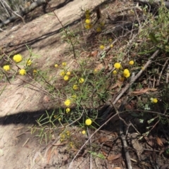 Acacia brownii at Berlang, NSW - 1 Oct 2023